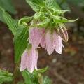 campanule_takesimana_0094.jpg