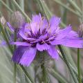 catananche_coerul7907.jpg