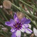 catananche_coerule8270.jpg