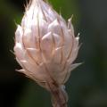 catananche_coerulea8268.jpg