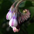 consoude_0782.jpg