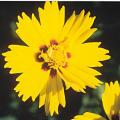 coreopsis_sonnenkind.jpg