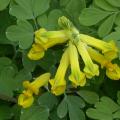 corydalis_lutea.jpg