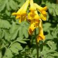 corydalis_lutea_4903.jpg