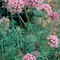 crucianella_stylosa.jpg