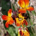 dscn0794.jpg
