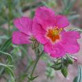 dscn0951.jpg