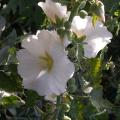 dscn09888.jpg