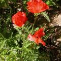 dscn1670.jpg
