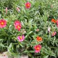 dscn1731.jpg