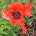 dscn1738.jpg