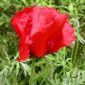 dscn1815.jpg