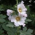 dscn2850.jpg