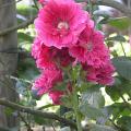 dscn3050.jpg