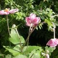 dscn3222.jpg