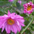dscn5087.jpg