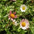 erigerons_3492.jpg