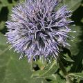 eryngium_amethydtin.jpg