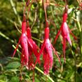fuchsia_mag_ric_3419.jpg