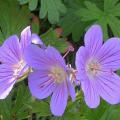 ger_johnson_blue_4907.jpg