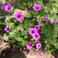geranium_6481.jpg