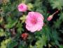 lysiane:plantes_du_jardin:vivaces:geranium_endresii.jpg