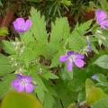 geranium_nodosum_0007.jpg