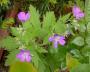lysiane:plantes_du_jardin:vivaces:geranium_nodosum_0007.jpg