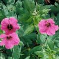 geranium_psif_bressingham_.jpg