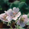geranium_renardii.jpg