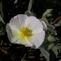 heliantheme_4971.jpg