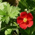 heliantheme_5437.jpg