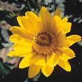 helianthus_plenus.jpg