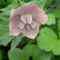 hellebore_4486.jpg