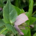 hellebore_4487.jpg