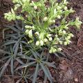 hellebore_bois_3643.jpg