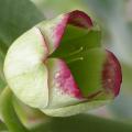 hellebore_bois_3644.jpg