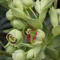 hellebore_bois_3647.jpg