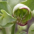hellebore_des_bois3710.jpg