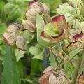 hellebore_des_bois_4586.jpg