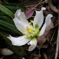 hellebore_etoile_du_nord_3694.jpg