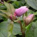 hellebore_little_black_.jpg