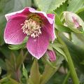 hellebore_or_little_black_3704.jpg