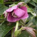 hellebore_or_little_black_3724.jpg
