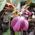hellebore_picotee_3688.jpg