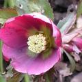 hellebore_picotee_3693.jpg