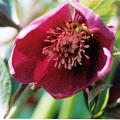hellebore_pourpre.jpg