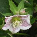 hellebore_x_or_salome_3701.jpg