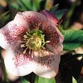hellebore_x_orientalis_salome.jpg