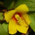 lysimachia.jpg